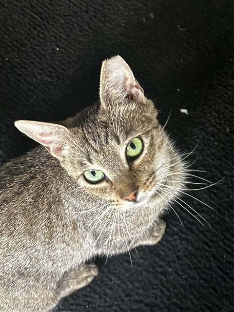 Enlarge Rose, a Adoptable Domestic Short Hair in Belmont, NC image 4/5