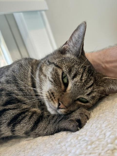 Enlarge Rose, a Adoptable Domestic Short Hair in Belmont, NC image 3/5