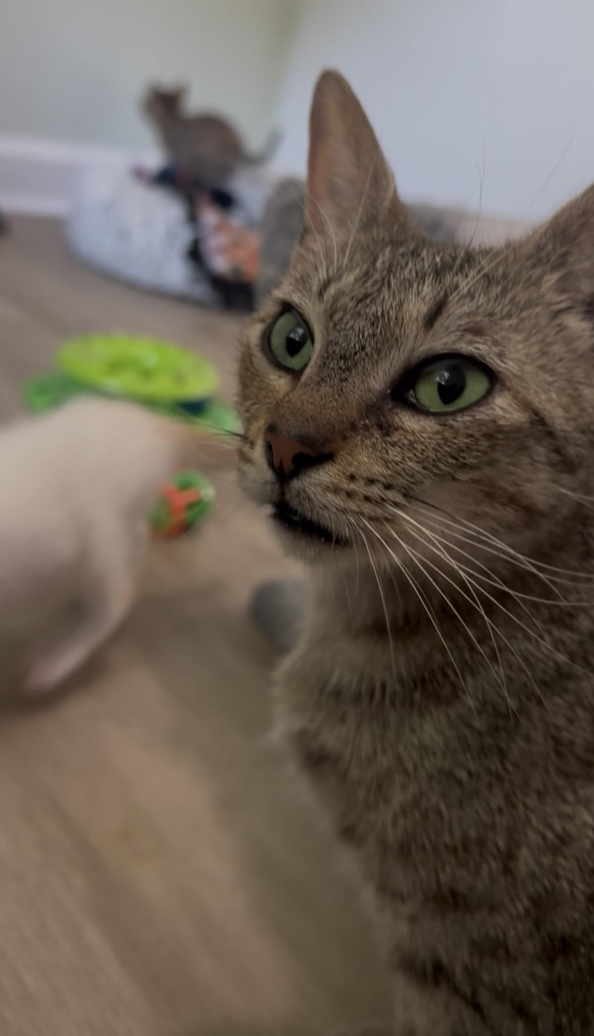 Enlarge Rose, a Adoptable Domestic Short Hair in Belmont, NC image 2/5