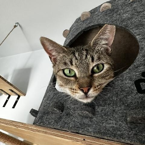Enlarge Rose, a Adoptable Domestic Short Hair in Belmont, NC image 1/5