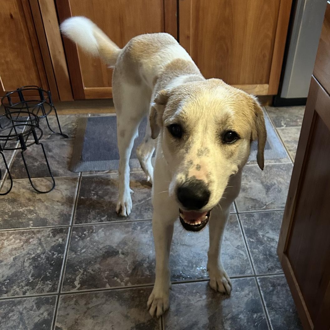 Jasper, a Adoptable mixed breed in Chelsea , VT image 4/6
