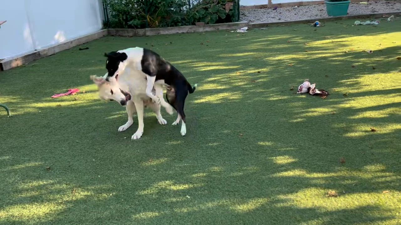 Enlarge Jasper, a Adoptable mixed breed in Chelsea , VT video 6/6