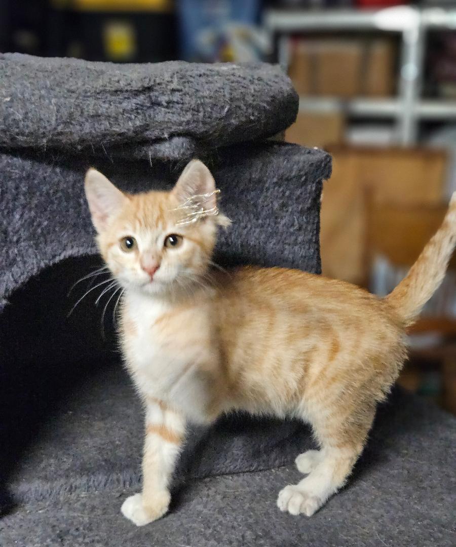 Oogie Boogie, adopted, Kitten Male Domestic Short Hair.