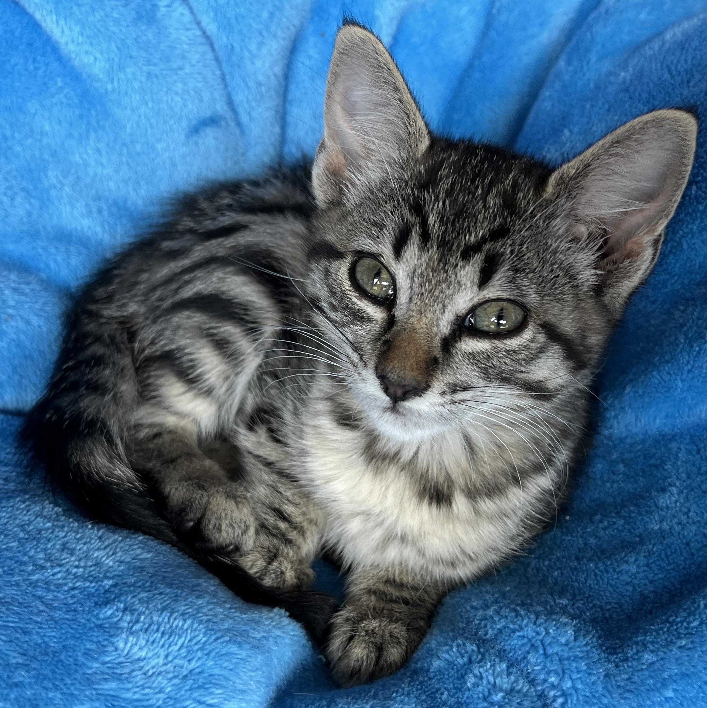 Enlarge Link, an adopted Tabby in Tigard, OR image 2/2