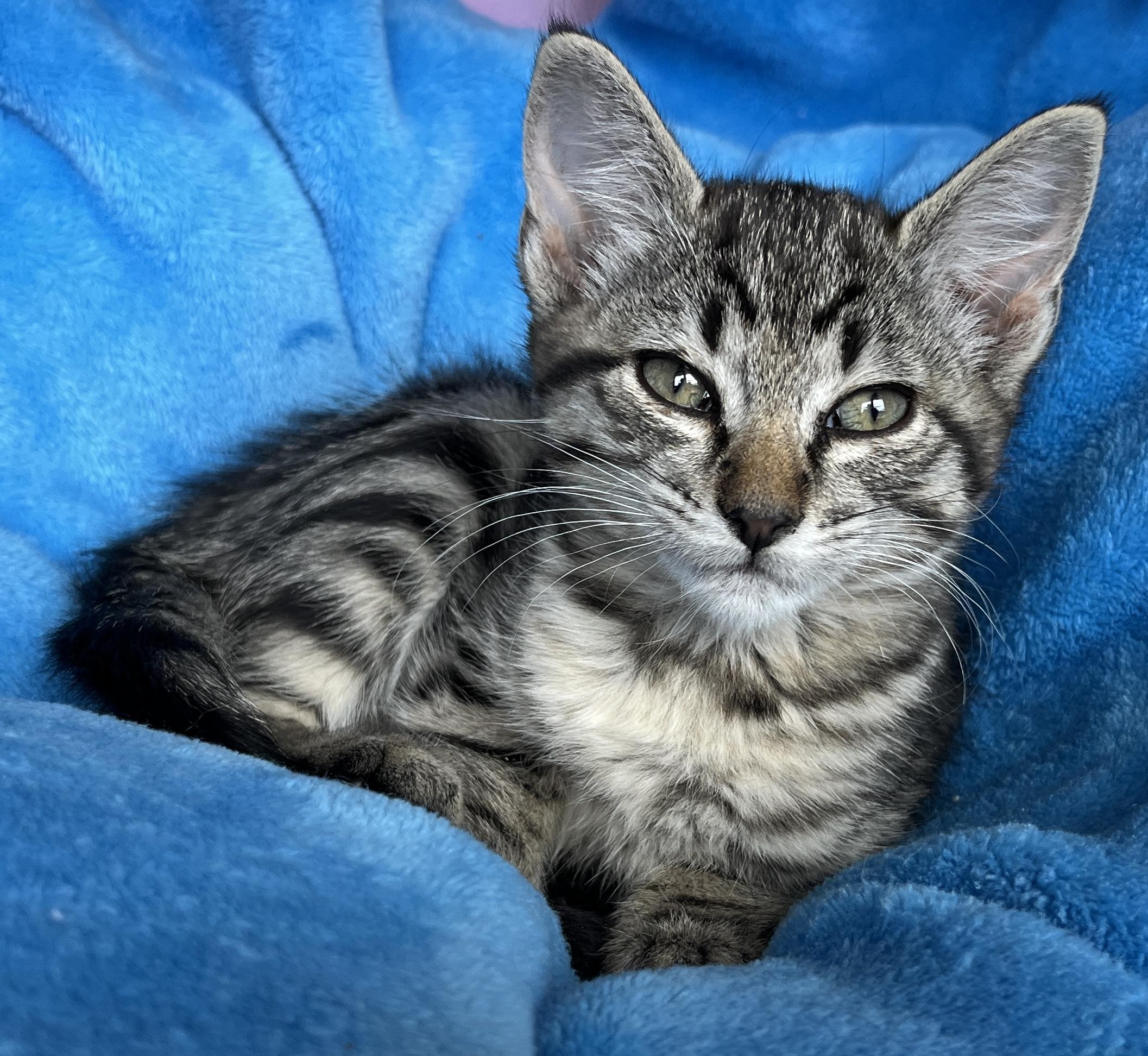 Link, adopted, Kitten Female Tabby.