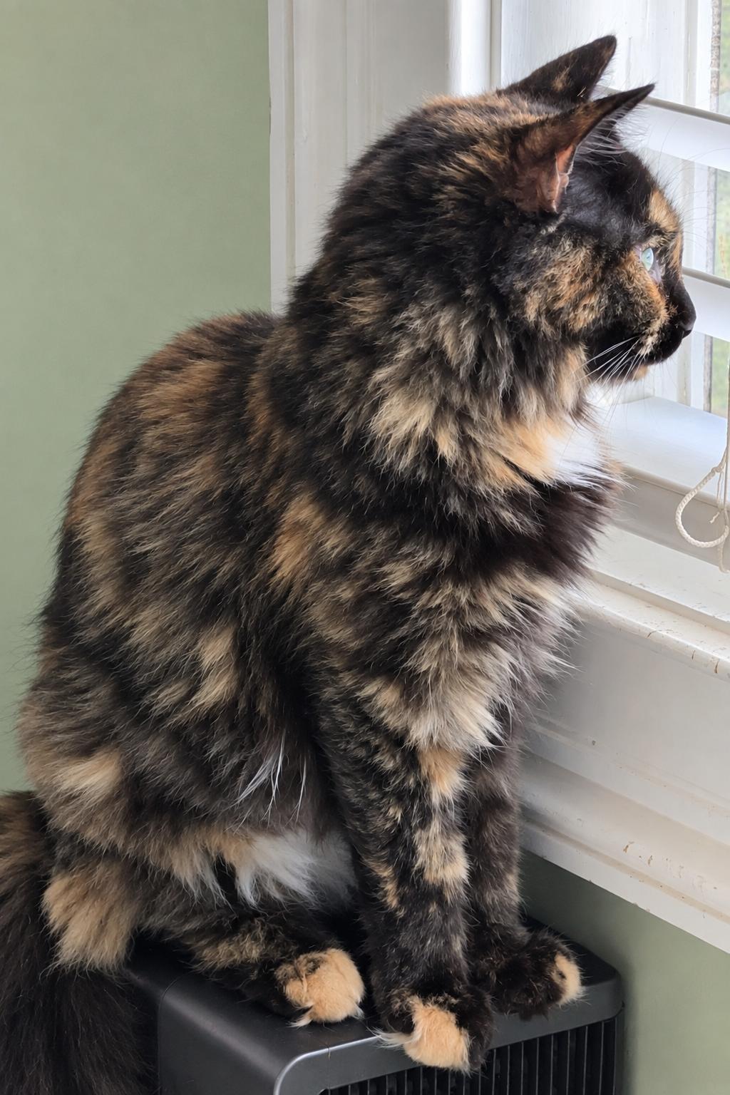Lollipop, Adoptable, Kitten Female Tortoiseshell & Domestic Medium Hair.