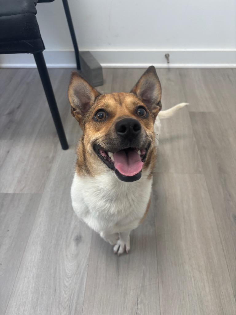 Enlarge Coco, a Adopted mixed breed in Cambridge, MD image 1/1