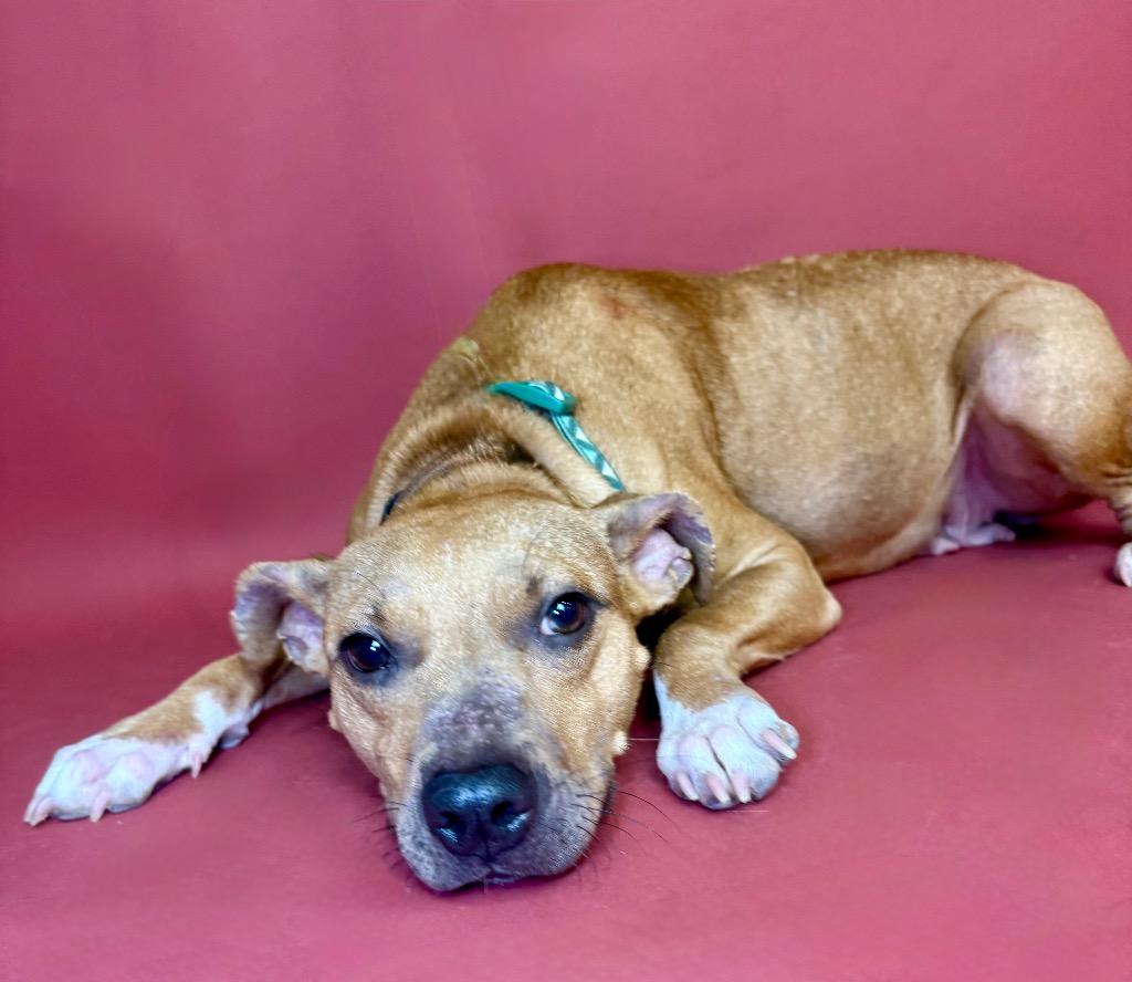 Enlarge Macey, a Adoptable mixed breed in Alvin, TX image 6/6