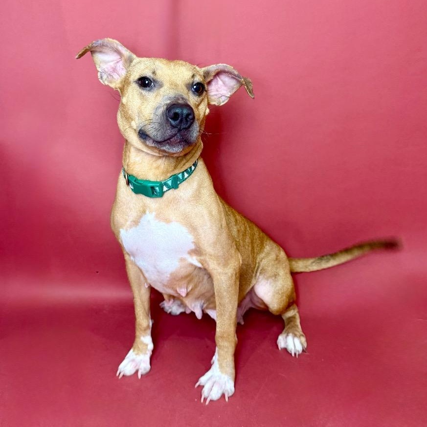 Enlarge Macey, a Adoptable mixed breed in Alvin, TX image 2/6