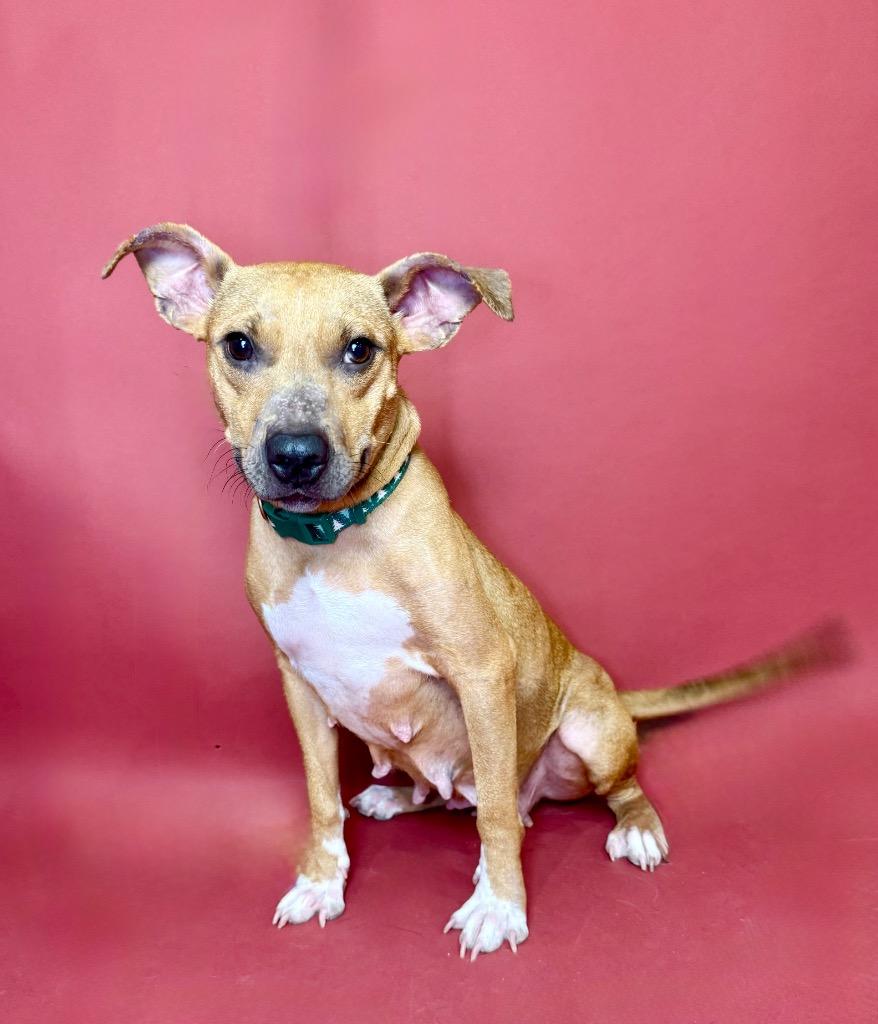 Enlarge Macey, a Adoptable mixed breed in Alvin, TX image 5/6