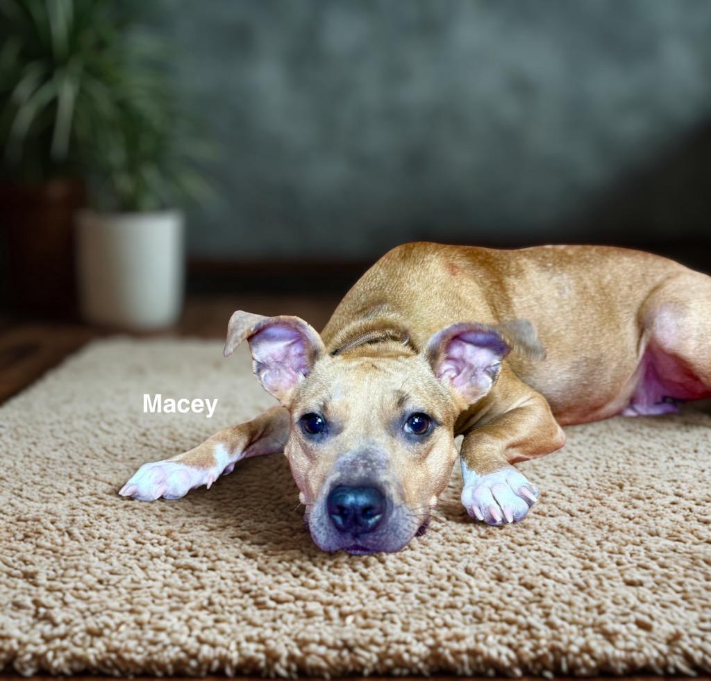 Enlarge Macey, a Adoptable mixed breed in Alvin, TX image 3/6