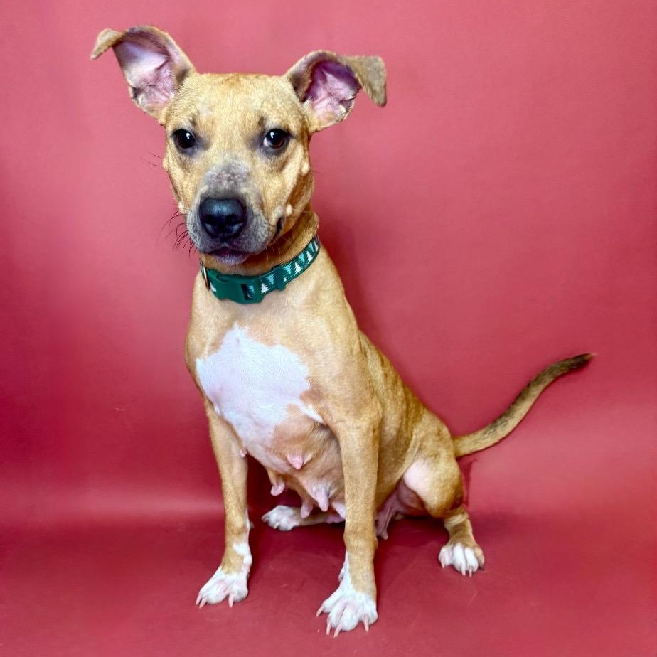 Macey, Adoptable, Adult Female Mixed Breed & Labrador Retriever.