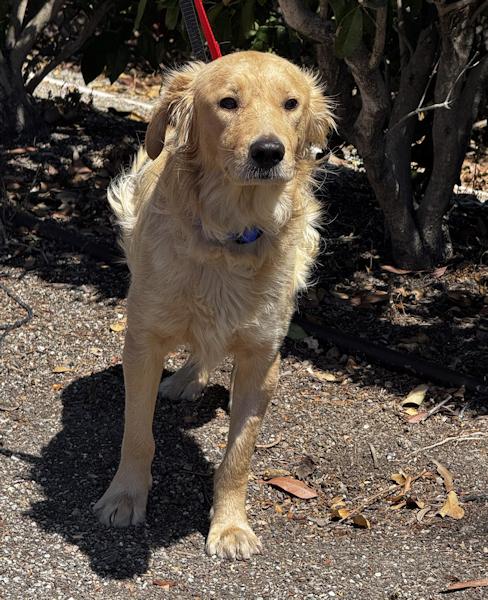 Enlarge Shawn, a ADOPTABLE mixed breed in Los Angeles, CA image 6/6