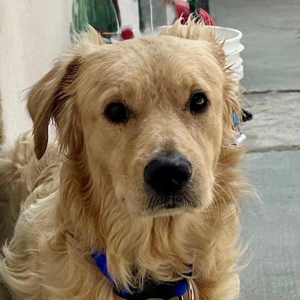 Enlarge Shawn, a ADOPTABLE mixed breed in Los Angeles, CA image 1/6