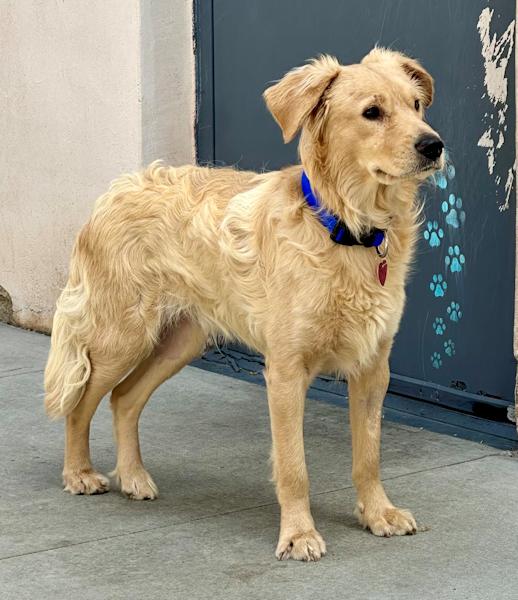 Enlarge Shawn, a ADOPTABLE mixed breed in Los Angeles, CA image 5/6