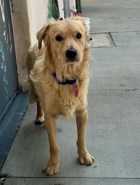 Enlarge Shawn, a ADOPTABLE mixed breed in Los Angeles, CA image 3/6