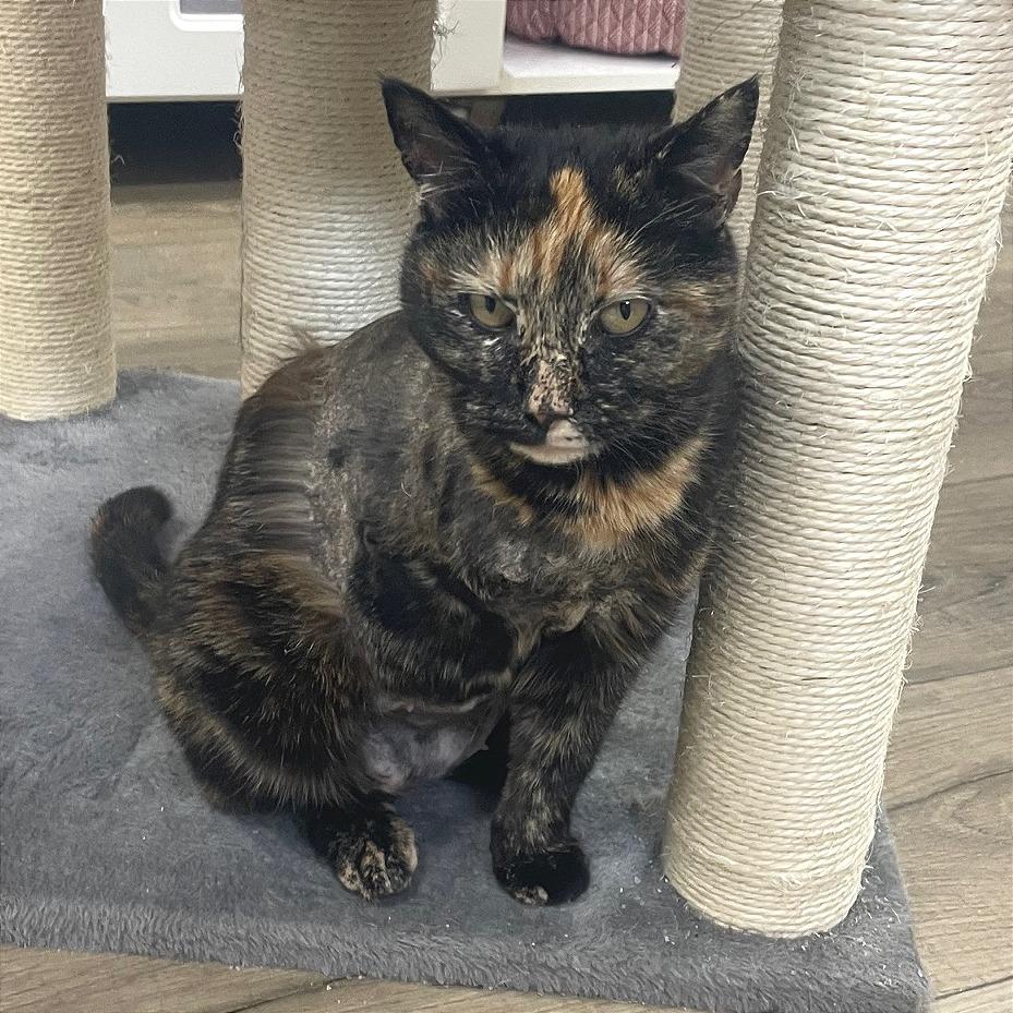 Pam, Adoptable, Adult Female Domestic Short Hair.