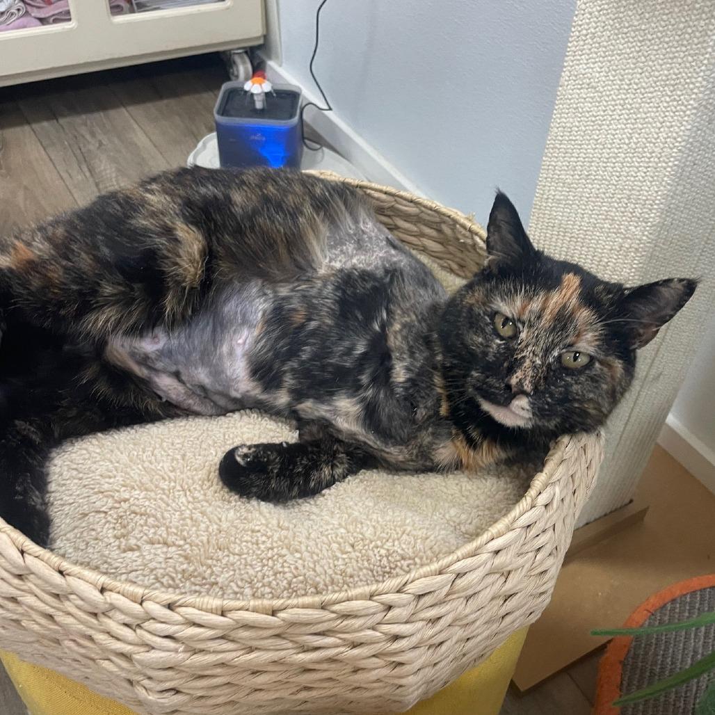 Enlarge Pam, a Adoptable Domestic Short Hair in Prescott, AZ image 2/6