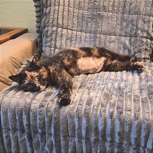 Enlarge Pam, a Adoptable Domestic Short Hair in Prescott, AZ image 3/6