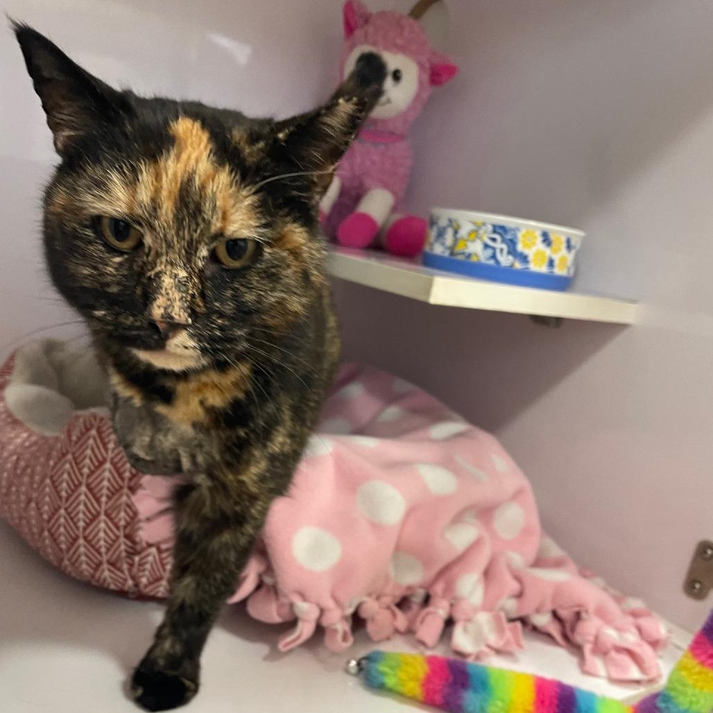 Enlarge Pam, a Adoptable Domestic Short Hair in Prescott, AZ image 4/6