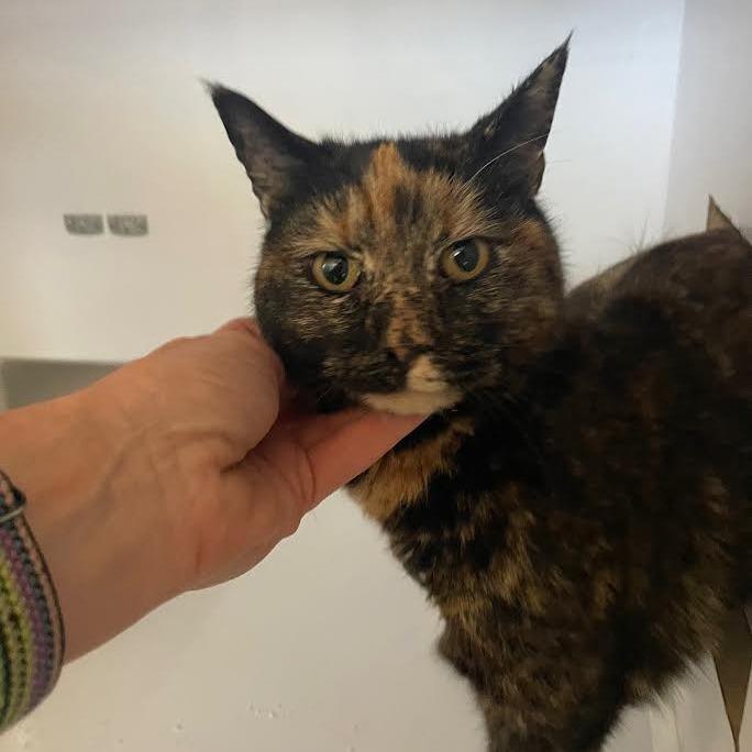 Enlarge Pam, a Adoptable Domestic Short Hair in Prescott, AZ image 5/6