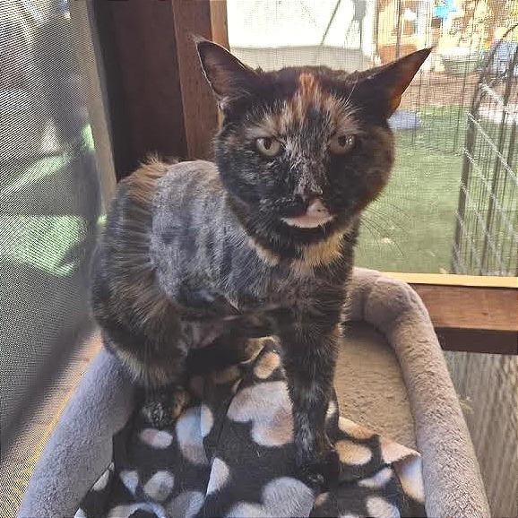 Enlarge Pam, a Adoptable Domestic Short Hair in Prescott, AZ image 6/6