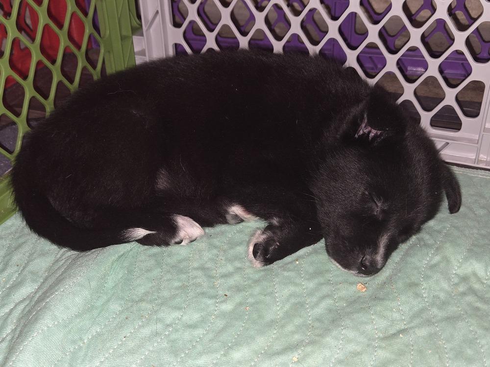 Enlarge Daisy (26-007 D), a Adoptable mixed breed in Lansing, MI image 1/6