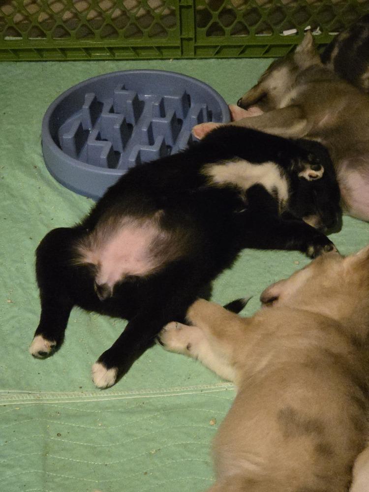 Enlarge Daisy (26-007 D), a Adoptable mixed breed in Lansing, MI image 2/6