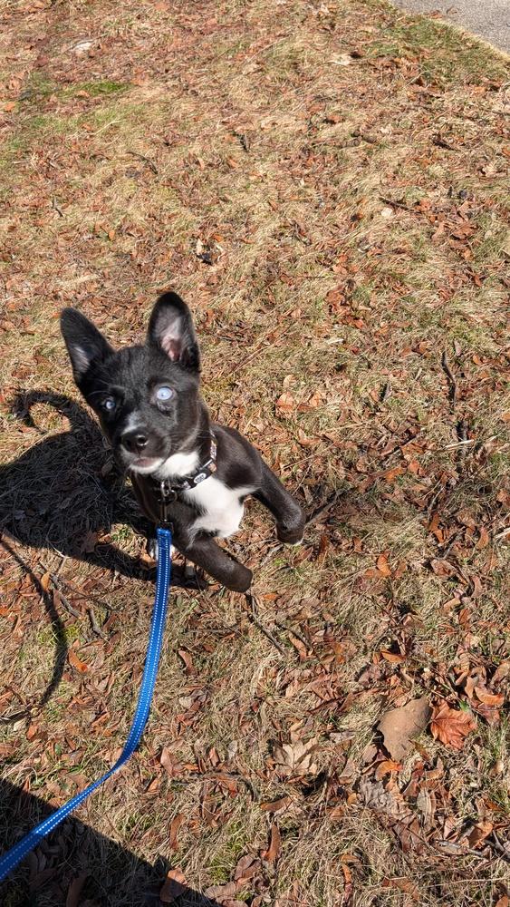 Enlarge Daisy (26-007 D), a Adoptable mixed breed in Lansing, MI image 3/6