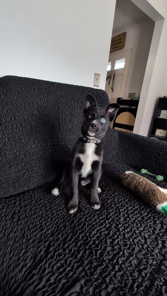 Enlarge Daisy (26-007 D), a Adoptable mixed breed in Lansing, MI image 4/6