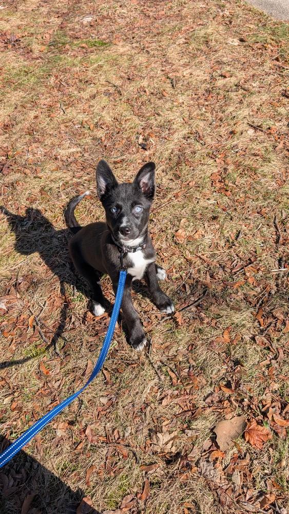 Enlarge Daisy (26-007 D), a Adoptable mixed breed in Lansing, MI image 5/6