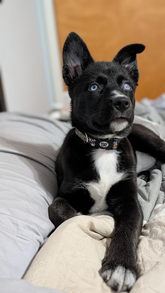 Enlarge Daisy (26-007 D), a Adoptable mixed breed in Lansing, MI image 6/6