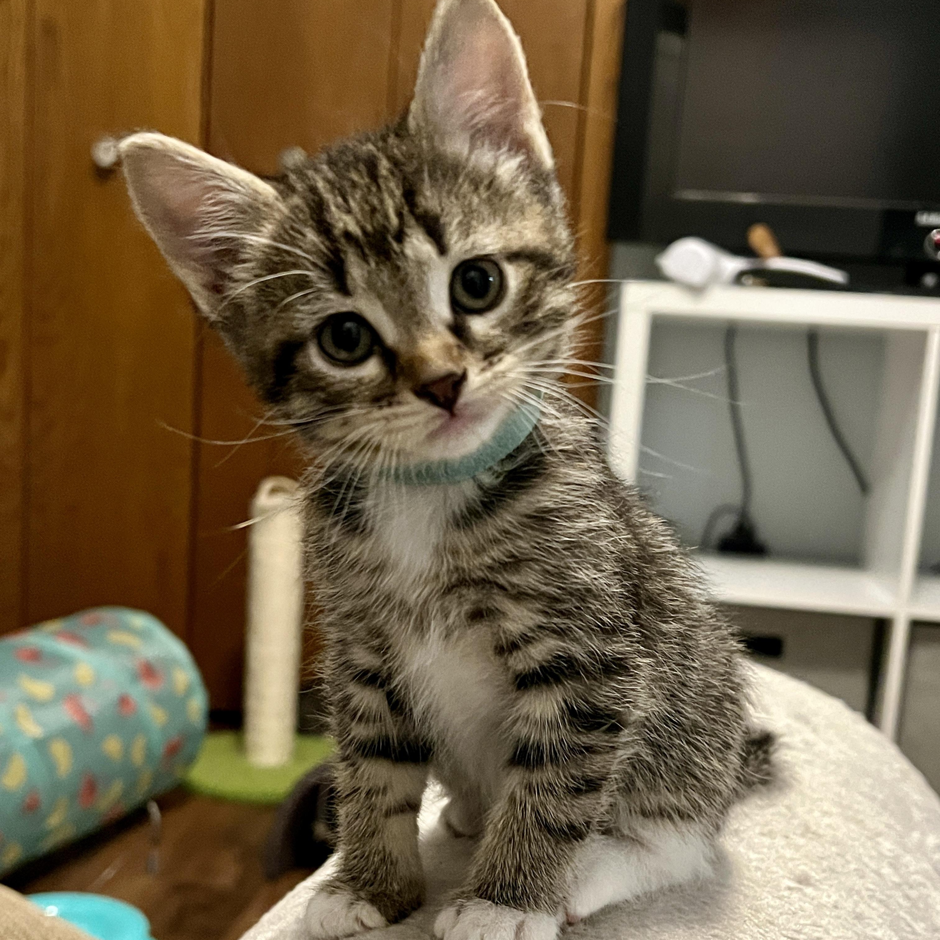 Faith, an adopted Domestic Short Hair in Jamestown, ND image 2/2