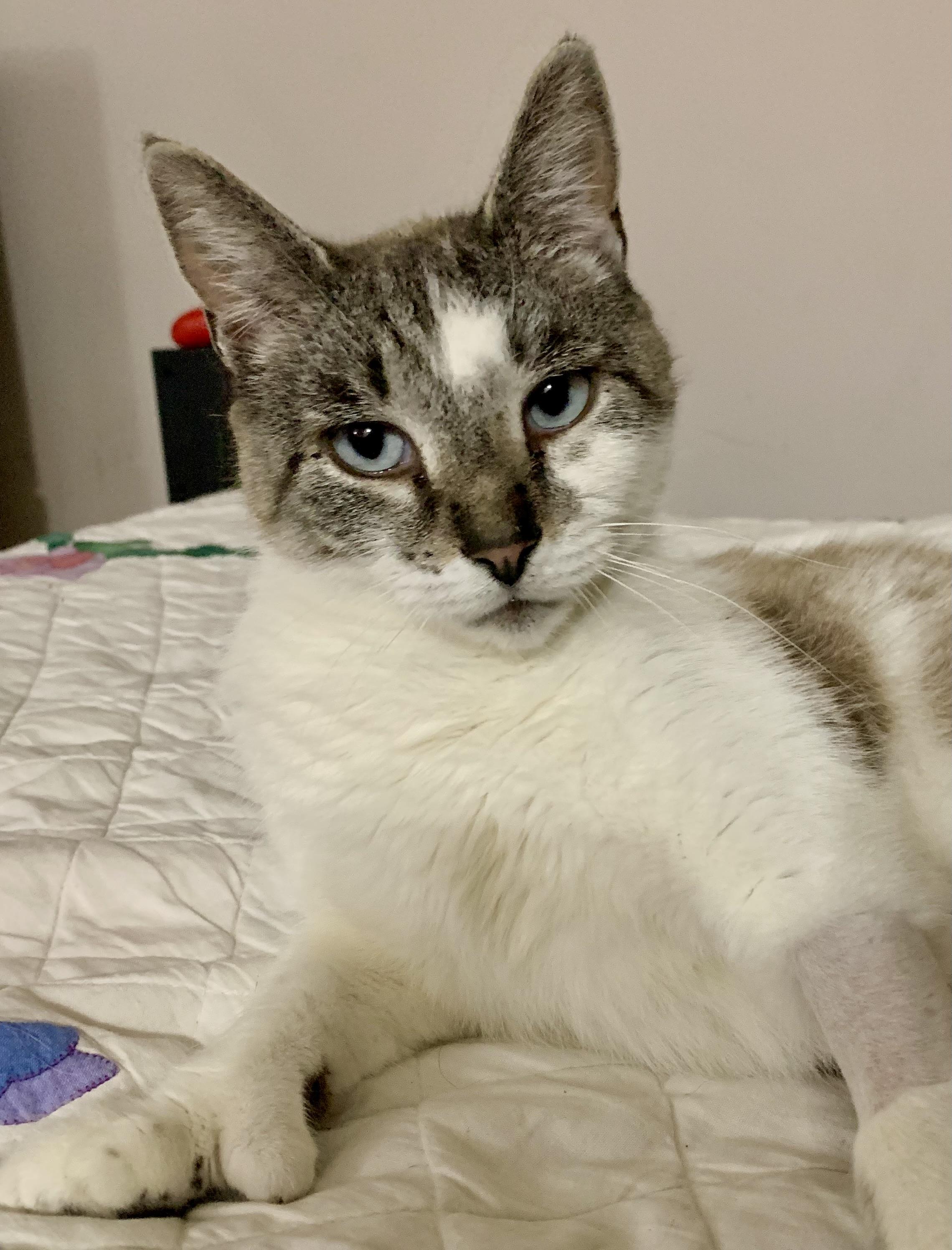 Olympia, ADOPTABLE, Adult Female Domestic Short Hair & Siamese.