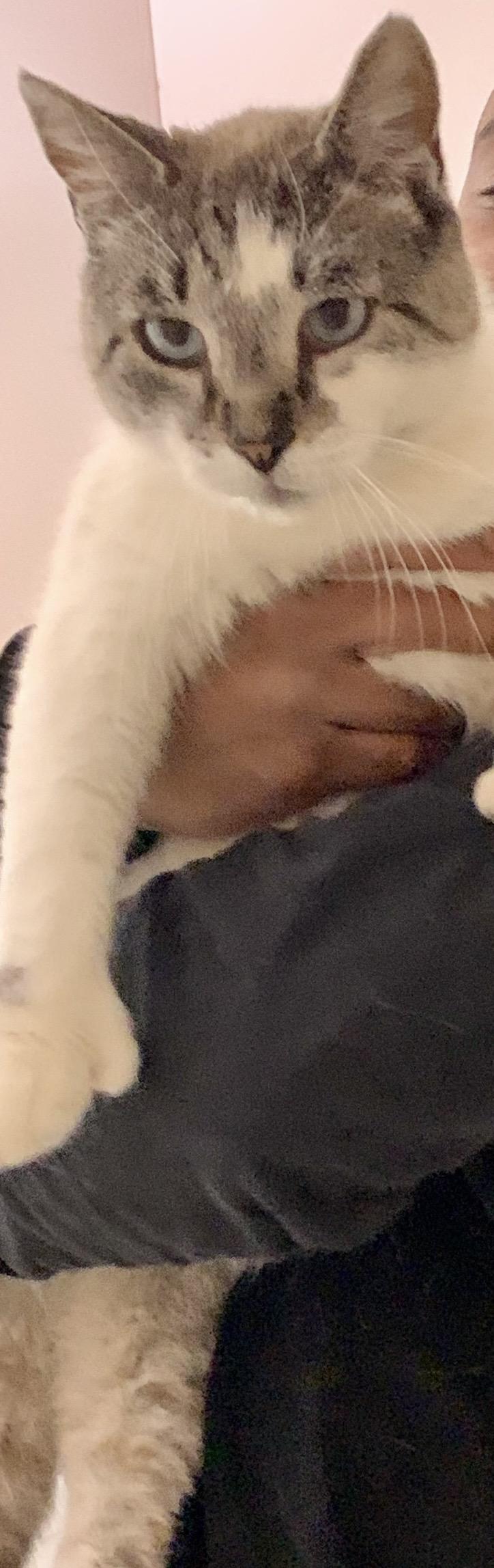 Enlarge Olympia, a ADOPTABLE mixed breed in Greensboro, NC image 3/5