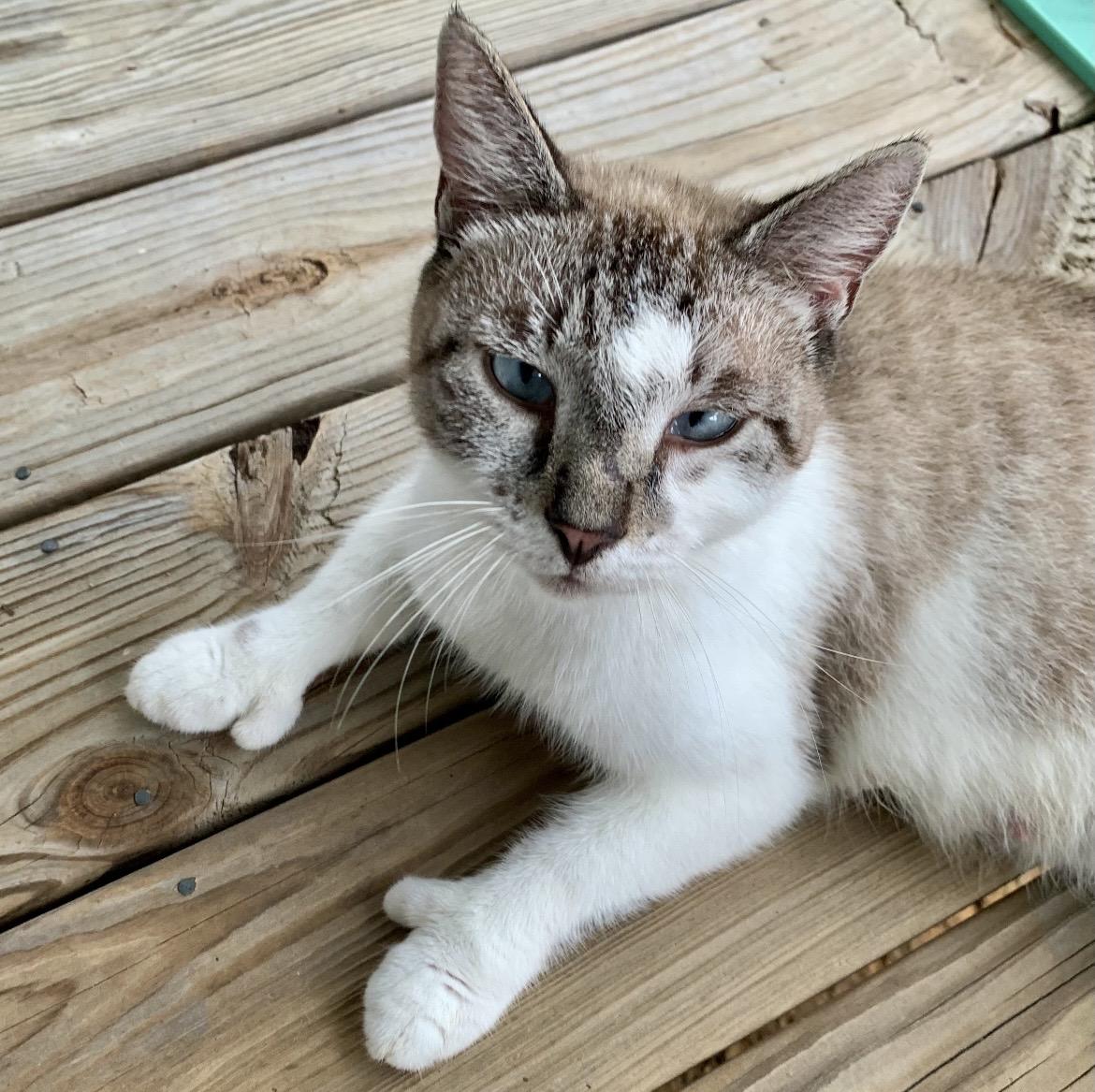 Enlarge Olympia, a ADOPTABLE mixed breed in Greensboro, NC image 2/5