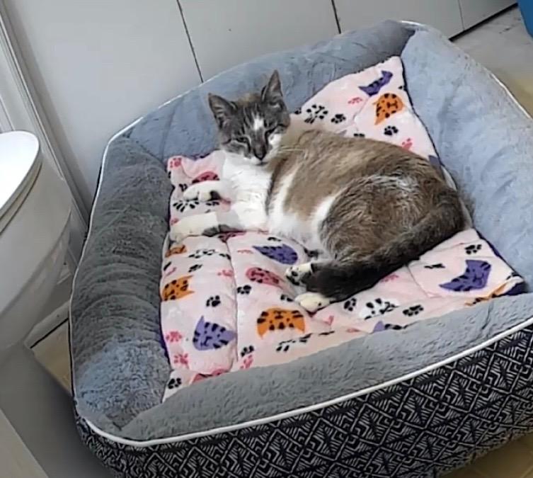 Enlarge Olympia, a ADOPTABLE mixed breed in Greensboro, NC image 5/5