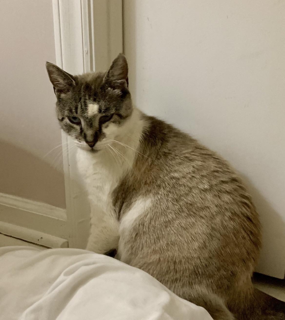 Enlarge Olympia, a ADOPTABLE mixed breed in Greensboro, NC image 4/5