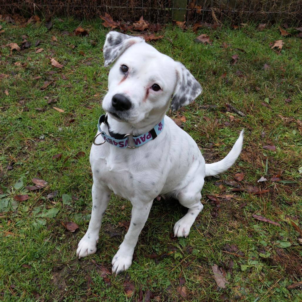 Pepper, a Adoptable Mixed Breed in Greensboro, GA image 1/4
