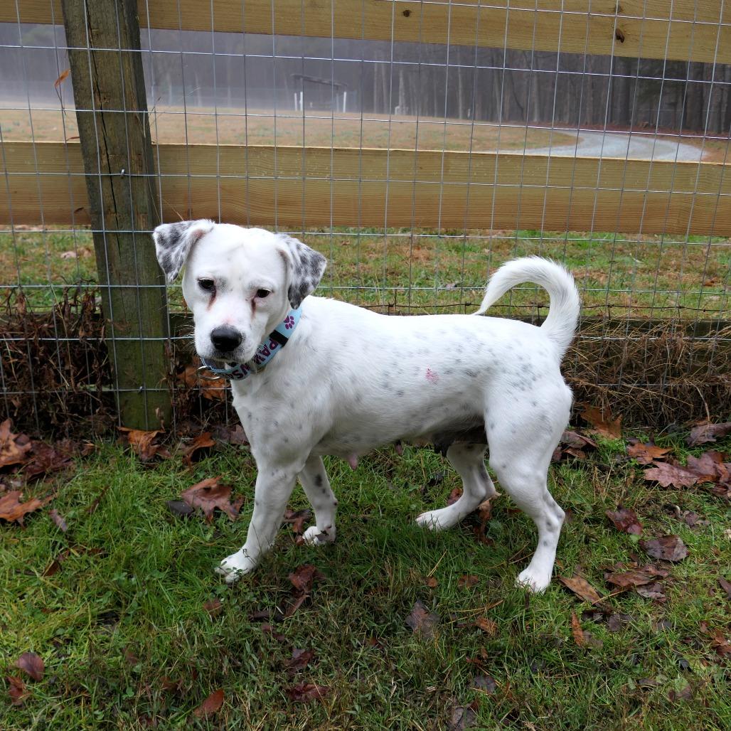 Pepper, a Adoptable Mixed Breed in Greensboro, GA image 2/4