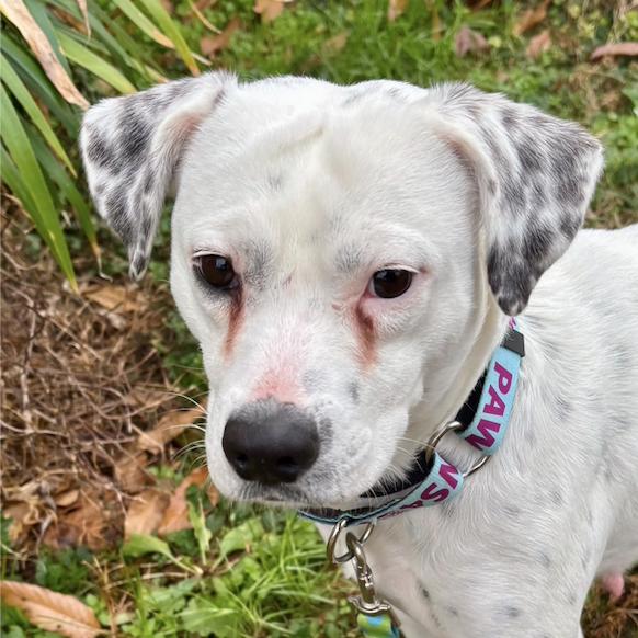 Pepper, a Adoptable Mixed Breed in Greensboro, GA image 3/4