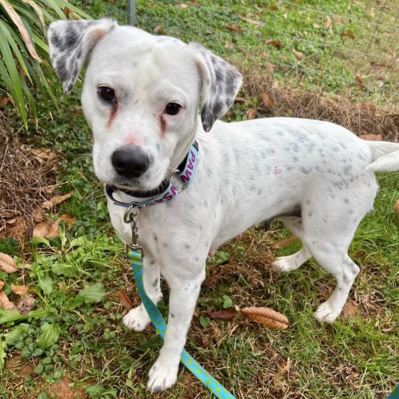 Pepper, a Adoptable Mixed Breed in Greensboro, GA image 4/4