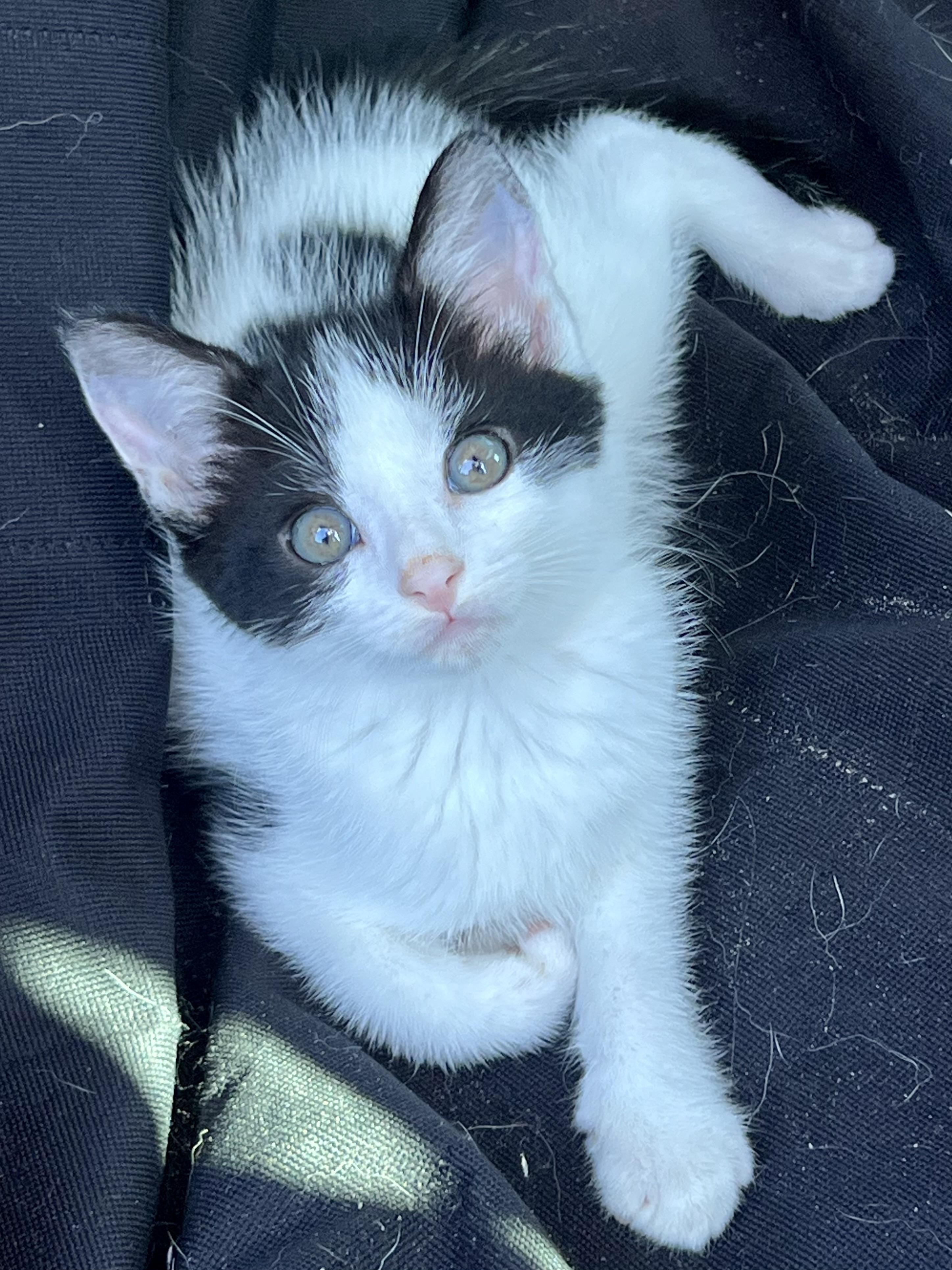 Enlarge Jasper, a ADOPTABLE Domestic Short Hair in Mt Pleasant, SC image 1/6