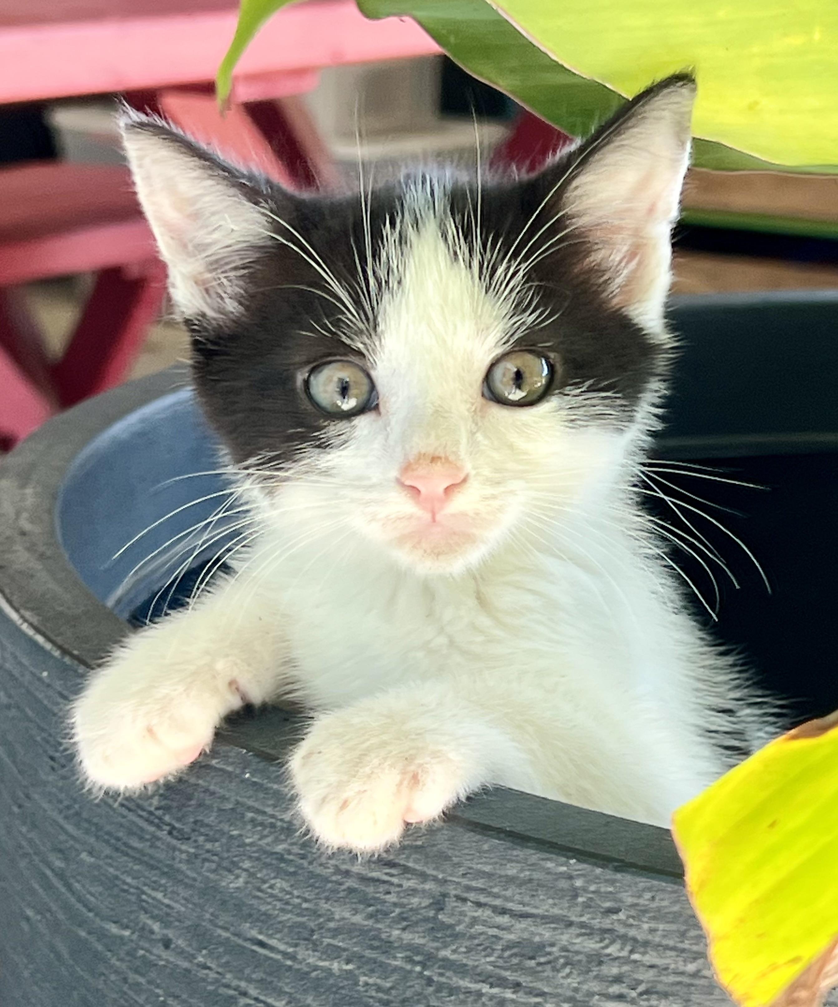 Enlarge Jasper, a ADOPTABLE Domestic Short Hair in Mt Pleasant, SC image 2/6