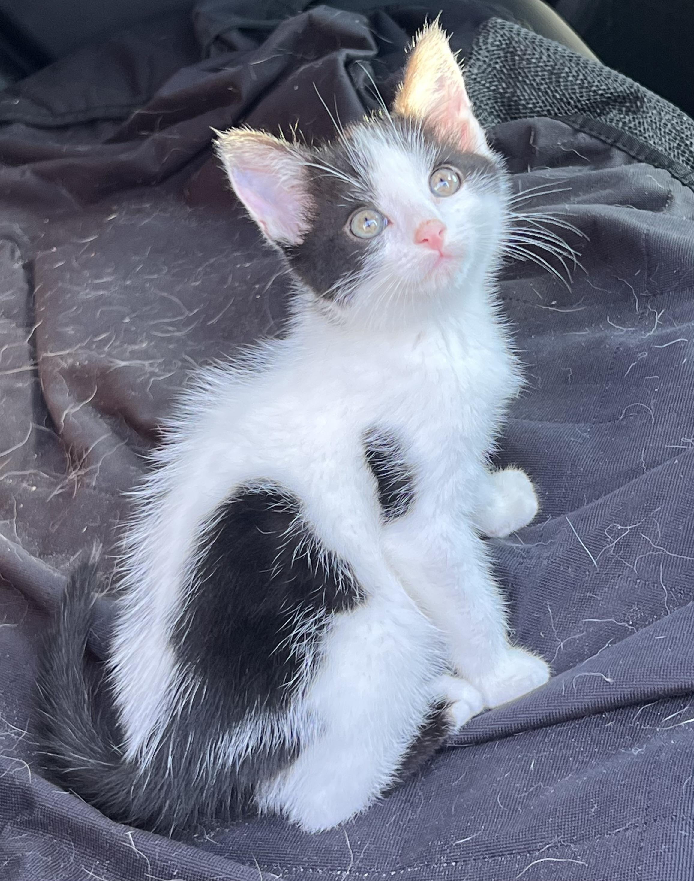 Enlarge Jasper, a ADOPTABLE Domestic Short Hair in Mt Pleasant, SC image 3/6