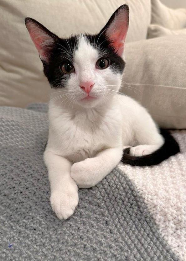 Enlarge Jasper, a ADOPTABLE Domestic Short Hair in Mt Pleasant, SC image 3/6