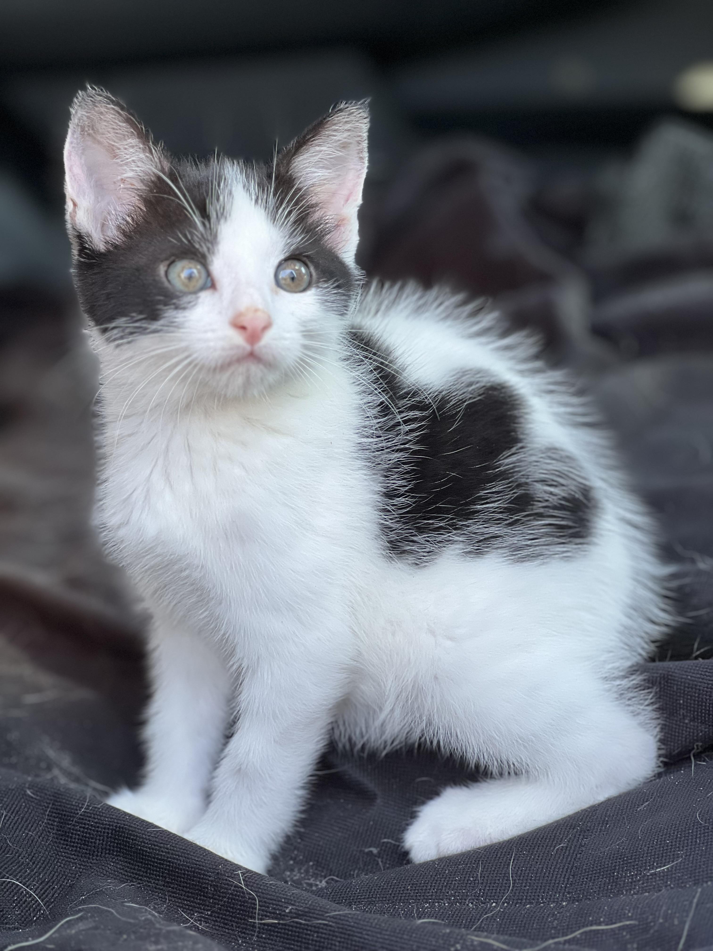 Enlarge Jasper, a ADOPTABLE Domestic Short Hair in Mt Pleasant, SC image 4/6