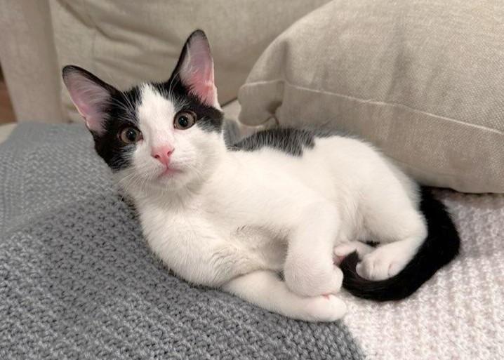 Enlarge Jasper, a ADOPTABLE Domestic Short Hair in Mt Pleasant, SC image 2/6