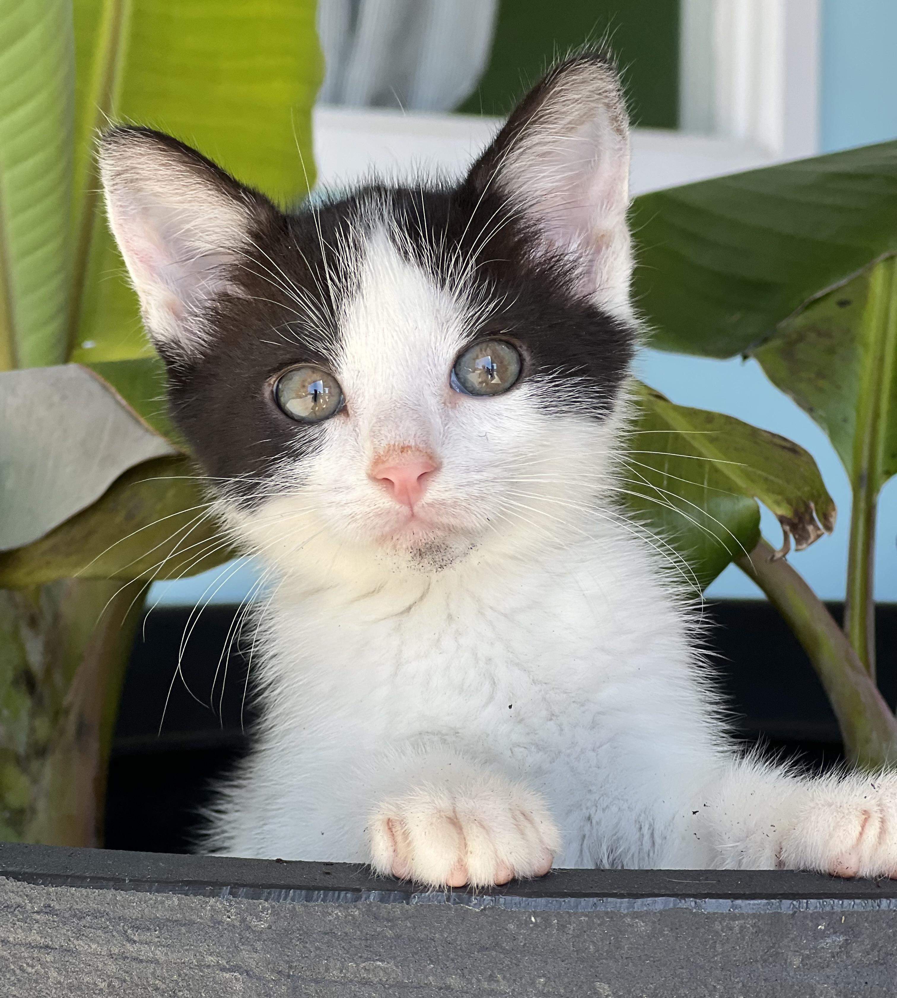 Enlarge Jasper, a ADOPTABLE Domestic Short Hair in Mt Pleasant, SC image 5/6