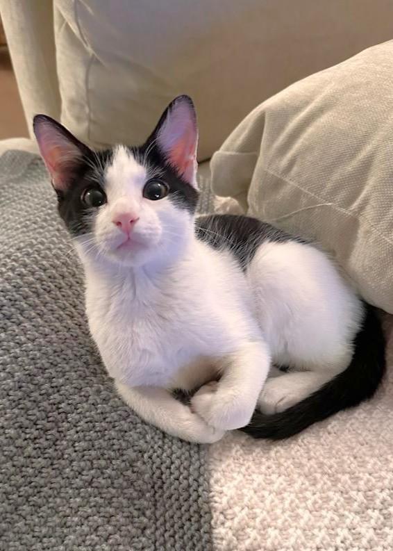 Jasper, ADOPTABLE, Kitten Male Domestic Short Hair.